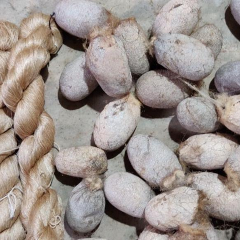Ethical Kind - Organic peace silk cocoons and yarn