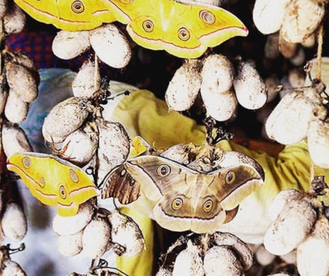 Organic Peace Silk Moth