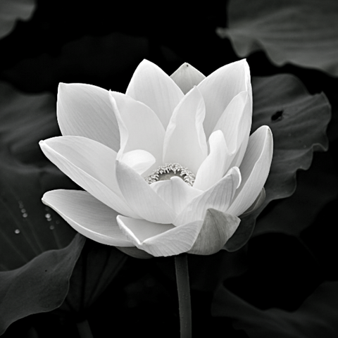 White lotus flower