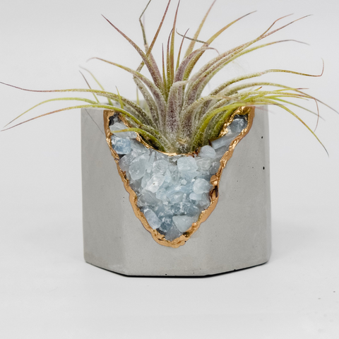 geode rock and air plant