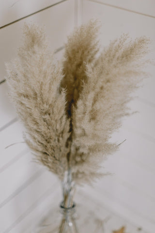 All About Pampas Grass