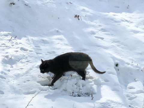 野良猫シルバ