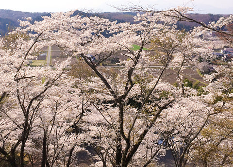 芦野城址桜