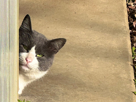 うちによく来る野良猫