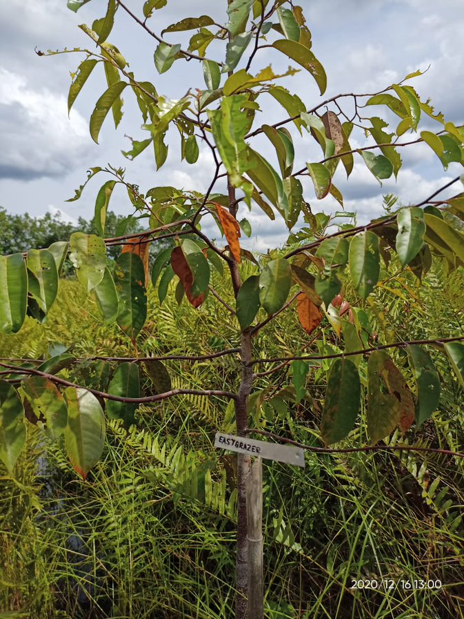 Euer Baum in Borneo