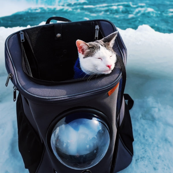 large backpack cat dog pet black snow water