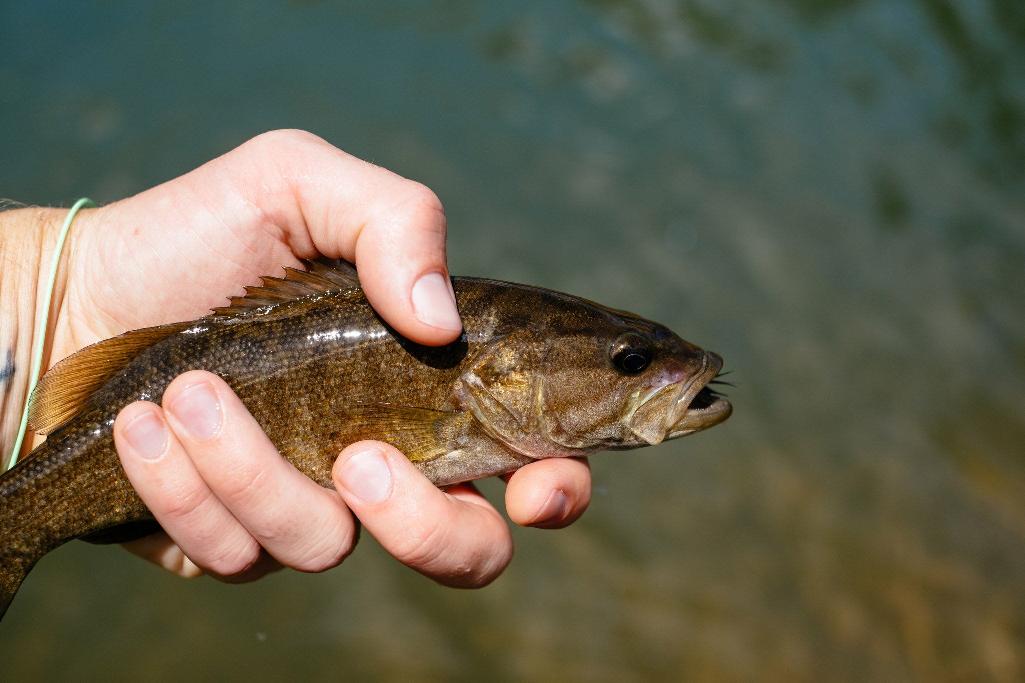 Smallmouth Fishing Deep in the Ozarks – Fayettechill