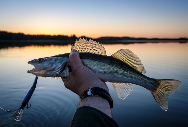 Sam Rayburn Reservoir Fishing Must-Haves – AmericanFishTree