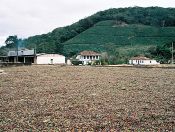 Coffee beans being dried in the sun, in Minas Gerais - Brazil