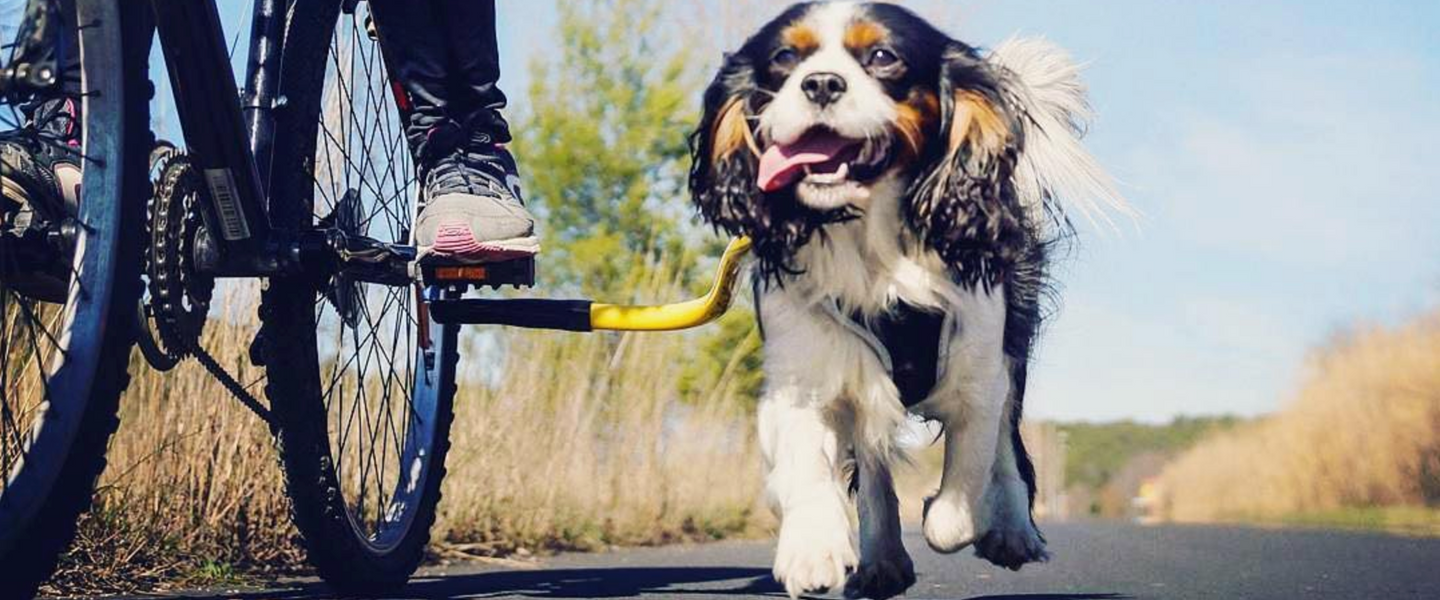 dog bicycle leash