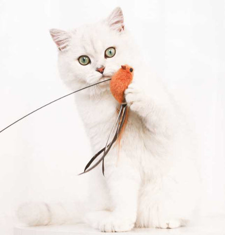 Cat Fisher with Feathers - Interactive Play Stick Toy Bird For