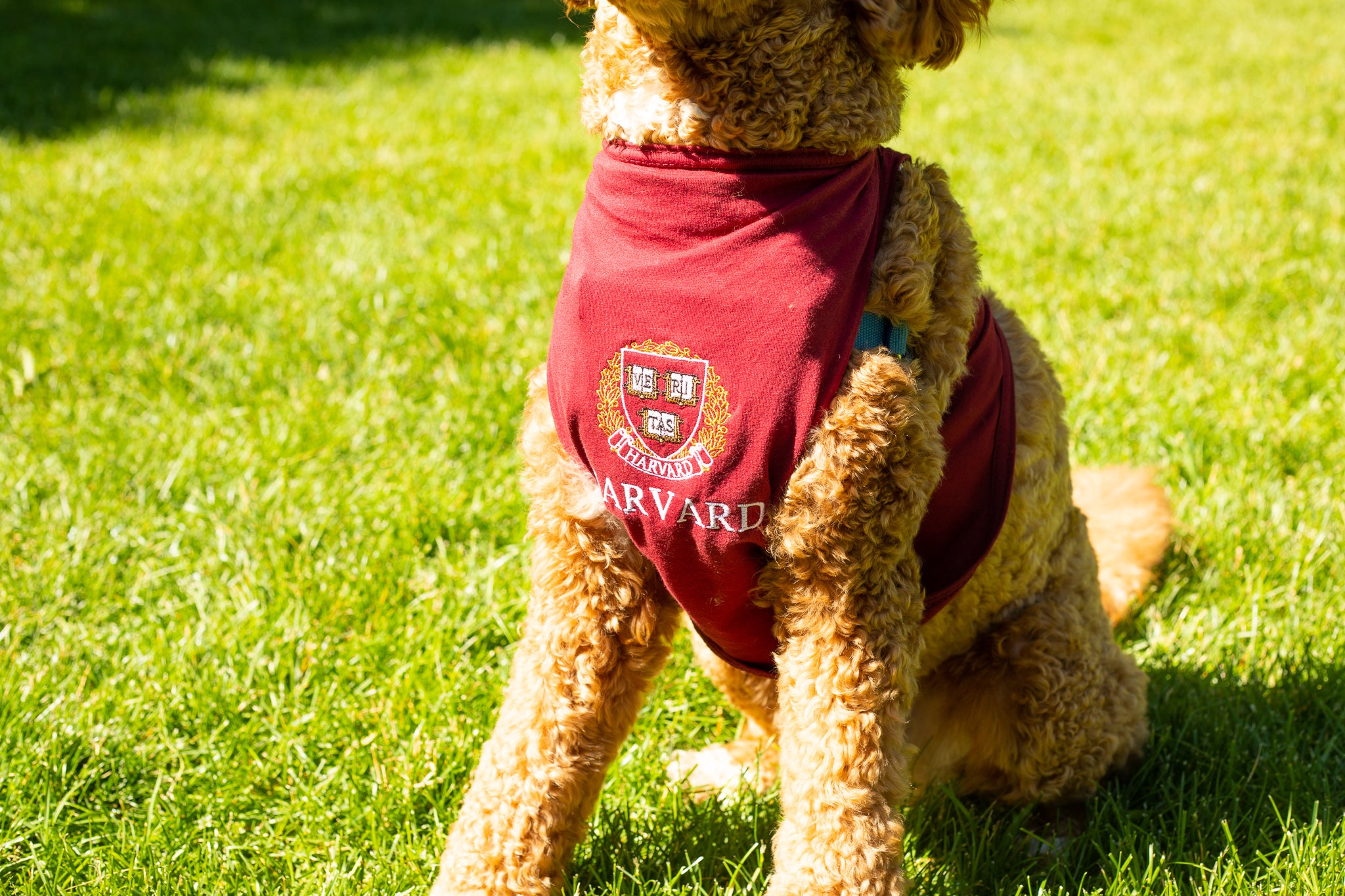 harvard dog sweater