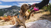 Treat Them with Love: Tips for Giving Your Pet Treats