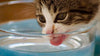 Cat Hydration 101: Is My Cat Drinking Enough Water?