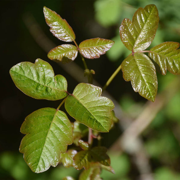 Poisonous Plants That Can Ruin Your Hike - Mountain House