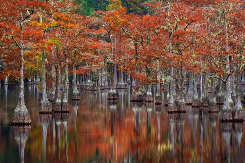 Red and yellow leaves on trees in Okefenokee Swamp.