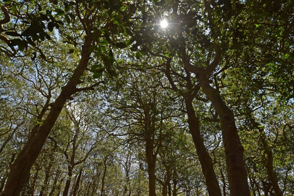 A dense forest of tangled trees with the sun glinting in the canopy.