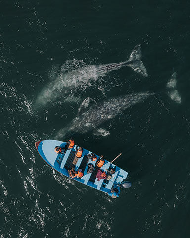 Aerial view looking down at ocean at a group of people in a boat with two whales swimming beneath them