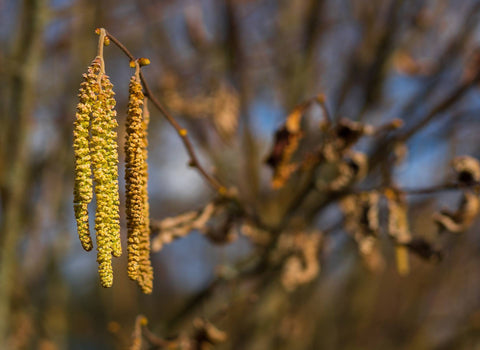 Top 10 early signs of spring to look out for (PHOTOS)