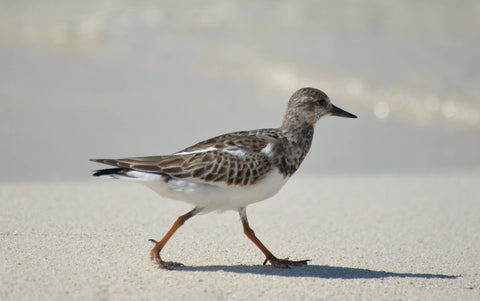 Beach woodcock walking on sand.