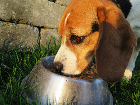 Beagle eats from dog bowl.