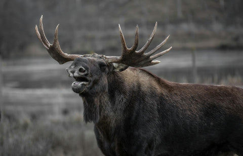 Wild male moose about to charge.