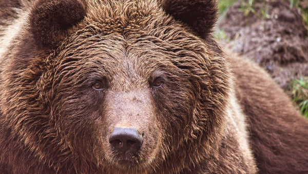 Brown bear