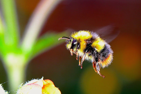 Bumblebee hovering above flower.