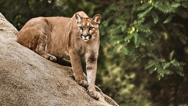 Mountain lion