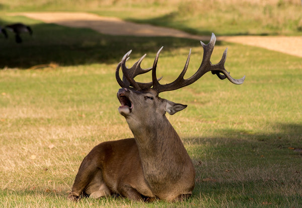 Bull elk bugling in field during elk rut season