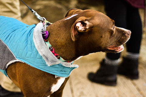 Brown dog on leash in blue jacket.