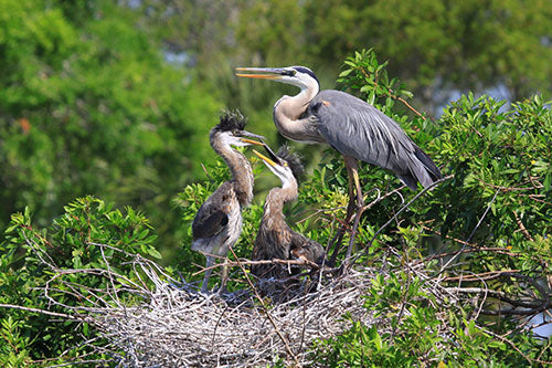 Great Blue Heron feeding two of her young in a giant nest of twigs and branches.