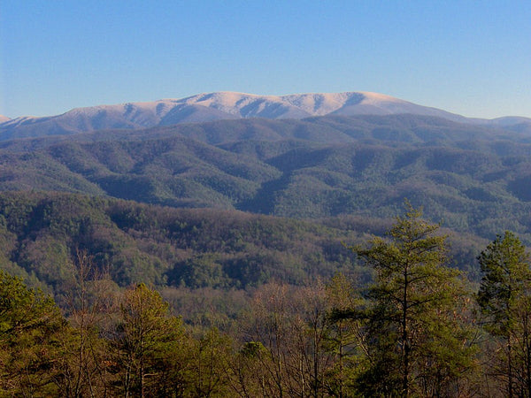 View from Gregory Bald mountain in the Great Smoky Mountains