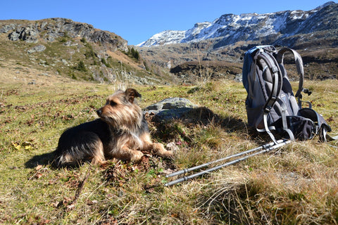 Small dog sits by hiking equipment in mountain field.