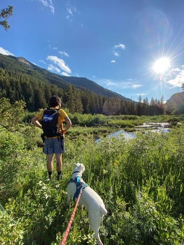 Hiking in Jackson, WY with a dog