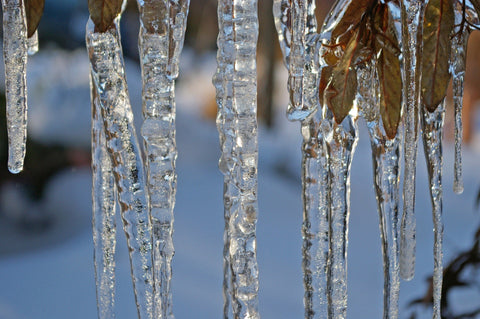 Icicles hanging from tree.