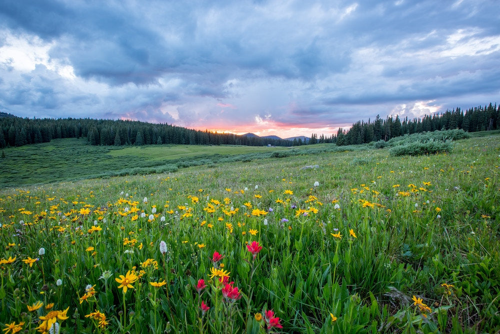 A field of wildflowers beneath a stormy sunset.