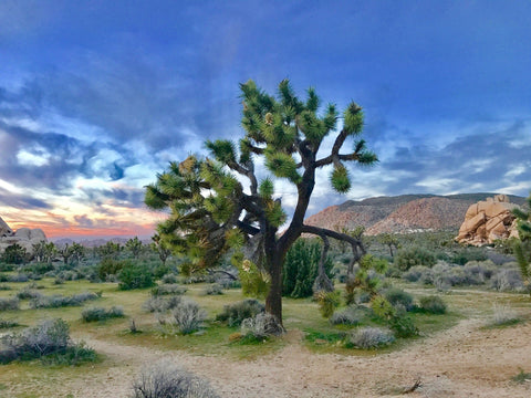 Joshua Tree National Park.