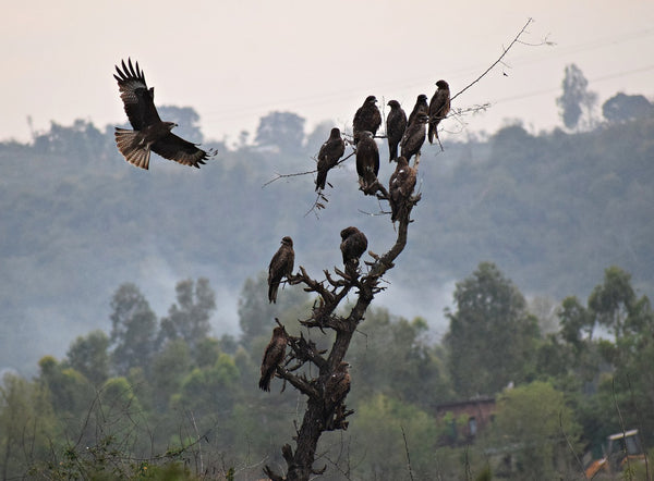 Large hawks sitting on dead tree