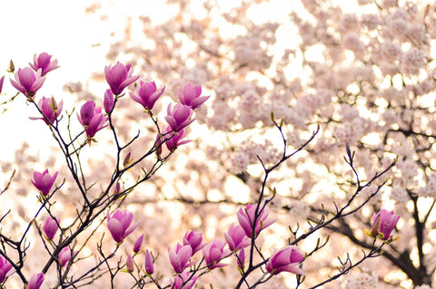 Pink magnolia tree flower buds.