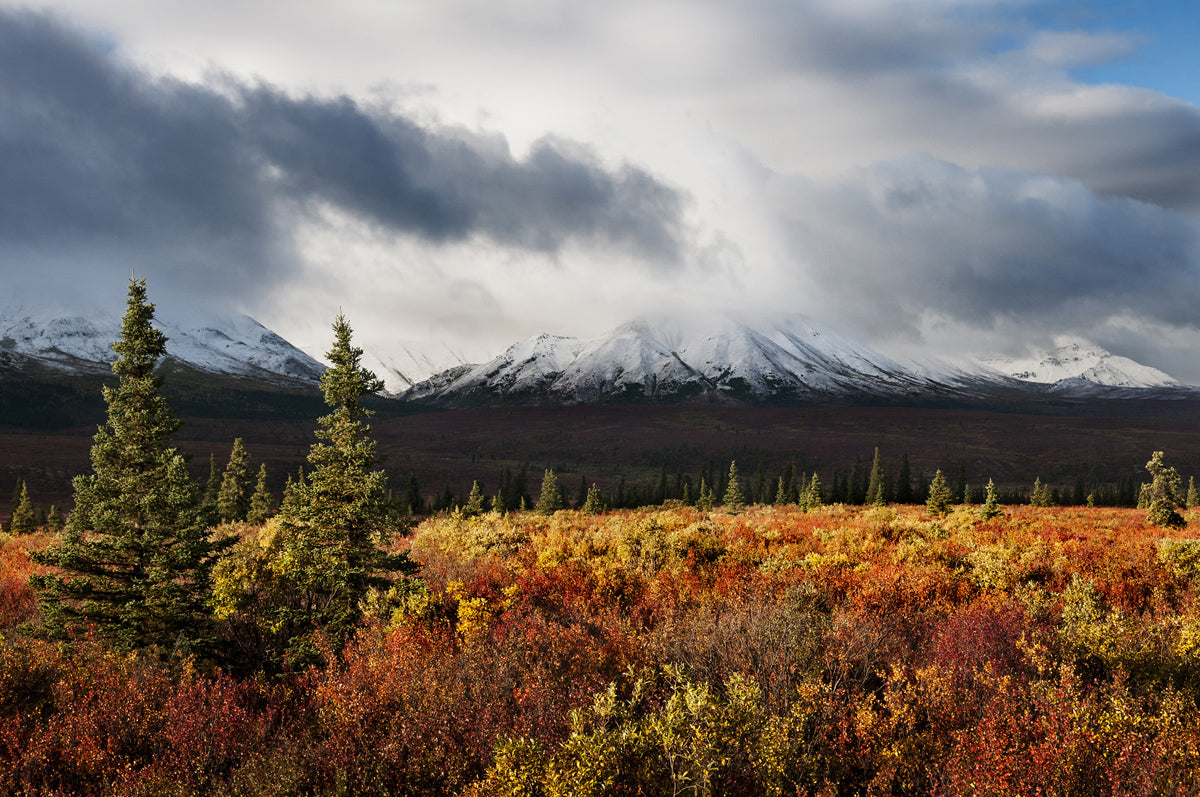 A colorful foreground of mixed autumn hues with snowy Denali in the background.