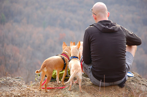 Man sits on mountain cliff with two small dogs.