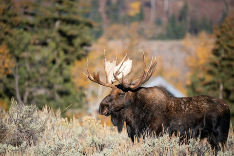 Wild brown moose in Wyoming.
