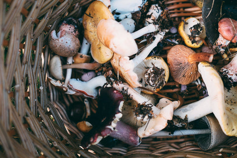 Foraged wild mushrooms in a basket.