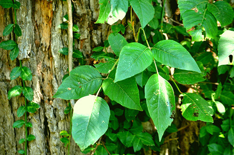 Poison Ivy plant crawling up a tree