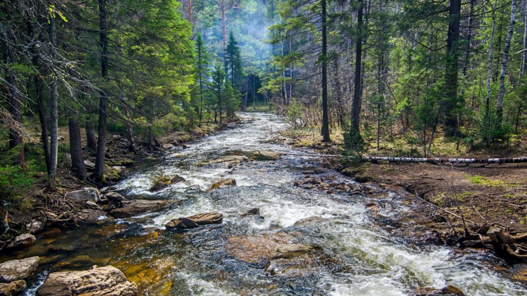 River running through forest