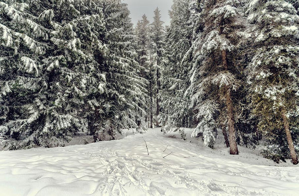 Snow covered forest