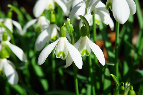 Snowdrop blooms.