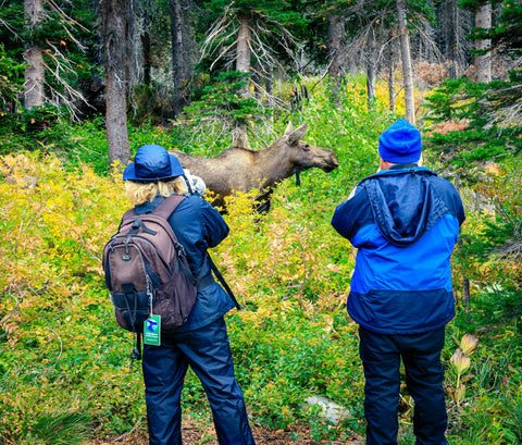 Man and woman in blue jackets photographing female moose.