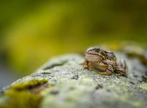 Wood frog on rock.